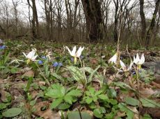 Erythronium-caucasicum_цветение